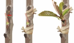 Rencontre autour des greffes d'oeil sur arbres fruitiers