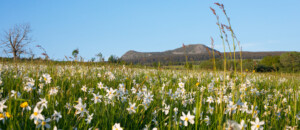 Le massif Mézenc-Gerbier_Borée