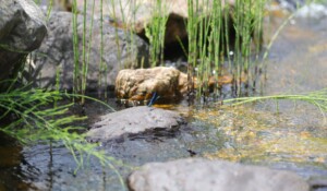 A walk and a picnic by the river with a donkey_Burzet