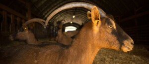 Montpezat sous Bauzon - Chèvres au Clos Bonnaud 2 ©S.BUGNON