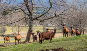 Montpezat sous Bauzon - Chèvres de la ferme du Clos Bonnaud