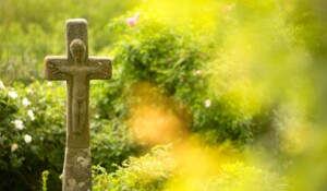 Roseraie de Clastres