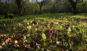 Montpezat-sous-Bauzon - Dactylorhiza sambucina (Orchis sureau) ©S.BUGNON