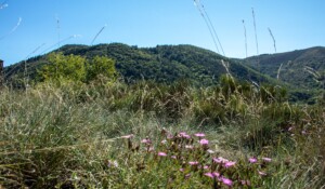 Hiking : The Chambon volcano
