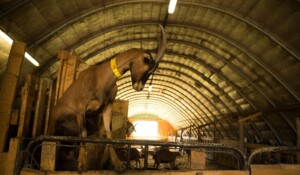 Montpezat-sous-Bauzon - Ferme du Clos de Bonnaud - dans la chevrerie