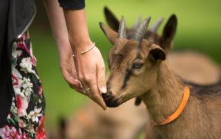 Montpezat-sous-Bauzon - Ferme du Clos de Bonnaud - visite à la ferme pendant l'événement de fermes en fermes - ©S.BUGNON