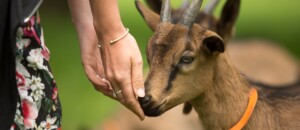 Montpezat sous Bauzon - Visite de ferme en ferme au Clos Bonnaud 2©S.BUGNON