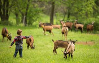 Montpezat sous Bauzon - Visite de ferme en ferme au Clos Bonnaud ©S.BUGNON - ©S.BUGNON