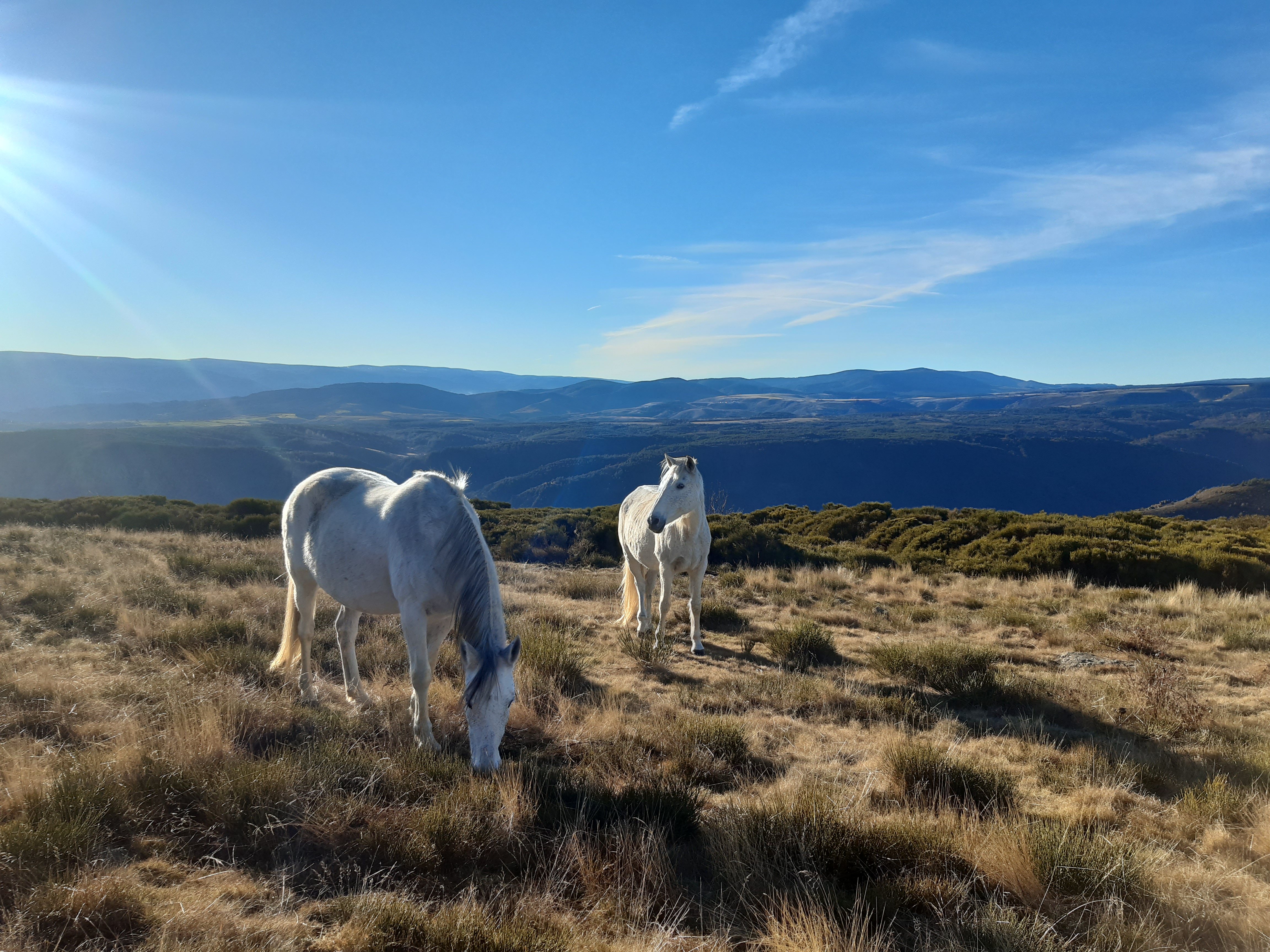 Vue sur Montselgues