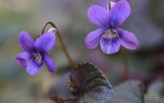 Violettes - ©pixabay