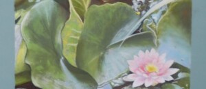 Nénuphar - Pastel©Martha Kubecka