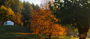 Arbres à l'automne autour de la yourte, hébergement insolite au Mas du Pestrin à Meyras