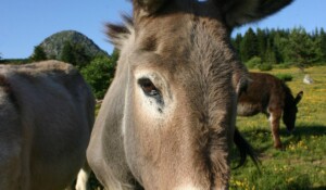 Hiking with a donkey
