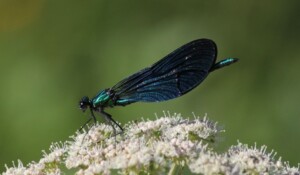 Ligne du partage des eaux with a donkey_Burzet