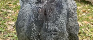 Ours