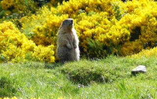 Marmotte aux aguets - ©Office de Tourisme des Boutières