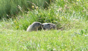 Les Marmottes du Mézenc