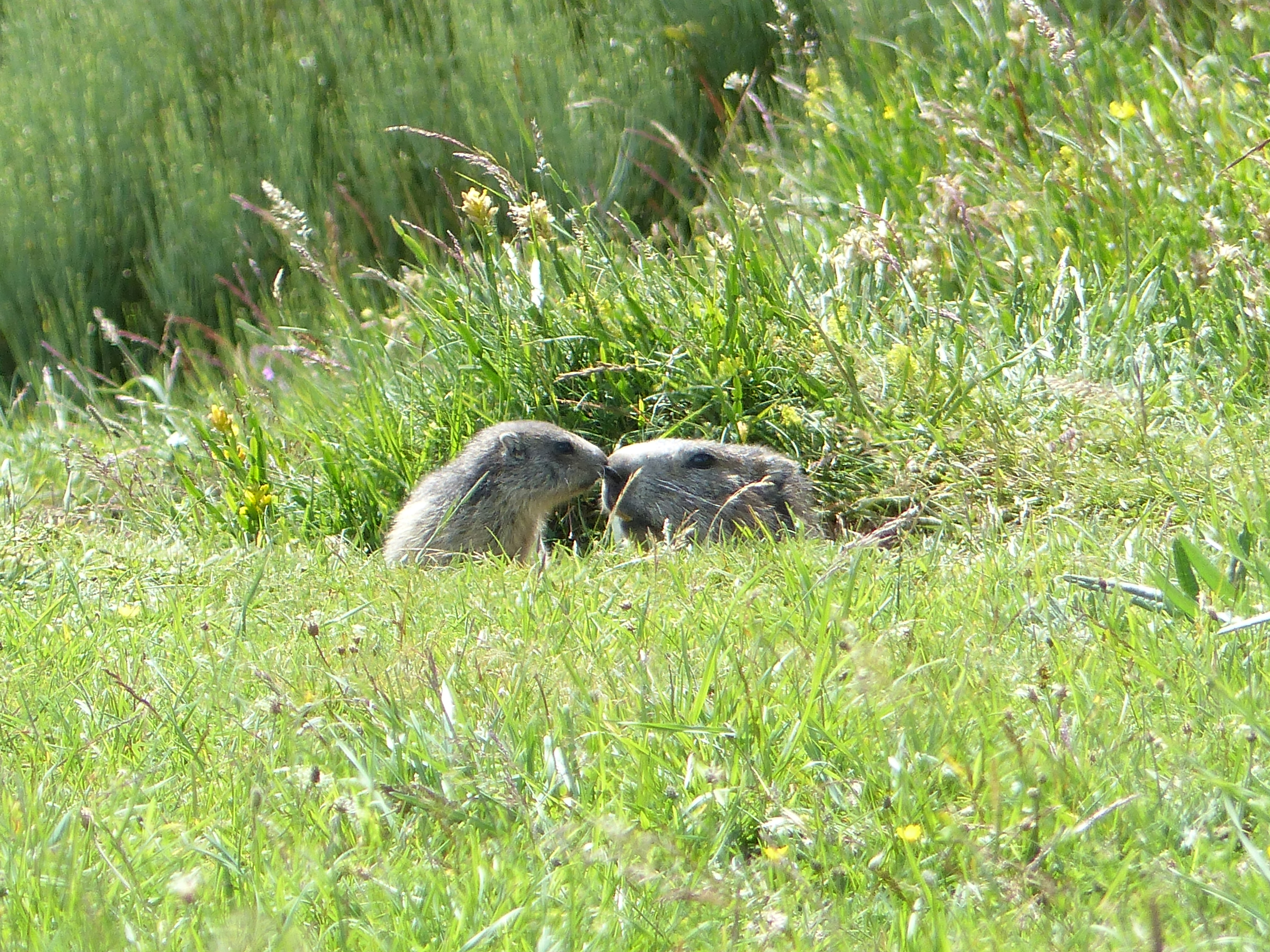 Marmottes du Mézenc