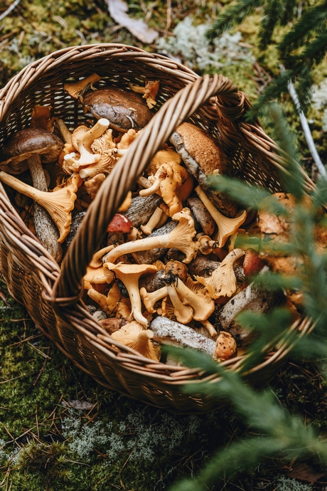 recette à base de champignons, cèpes, ardèche, crapiaux panier-champignons-chanterelles-cepes-bolets©anita-austvika-unsplash
