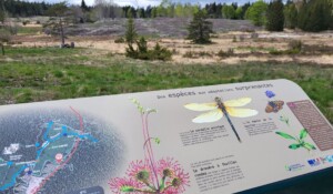 Panneau d'interprétation de la tourbière