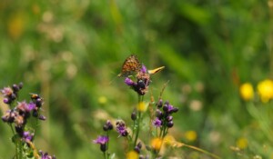 My first experience of hiking with a donkey_Burzet