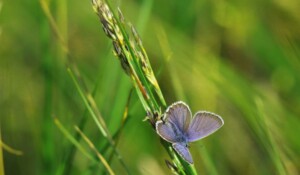 Ligne du partage des eaux with a donkey_Burzet