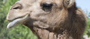 Parc animalier de Lussas