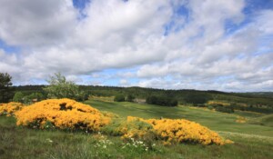Paysage et terrain de chasse des rapaces