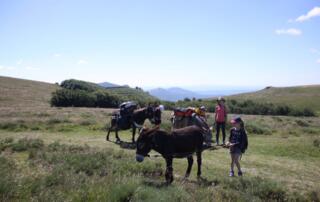 Paysages sur les hautes Cévennes lors d'une randonnée avec les ânes - © O.Mathis