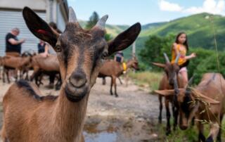 chèvres et paysage à la Chèvrerie de Péreyres en Ardèche - ©sourcesetvolcans