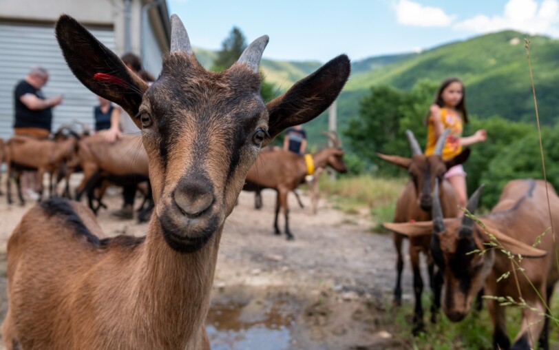 Chèvrerie de Péreyres_Péreyres