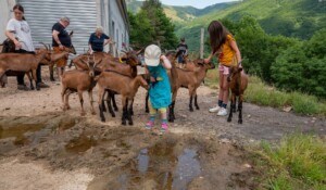 Chèvrerie de Péreyres_Péreyres