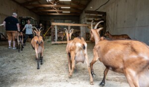 Chèvrerie de Péreyres_Péreyres