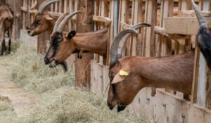 Chèvrerie de Péreyres_Péreyres