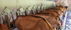 Chèvrerie de Péreyres_Péreyres