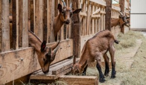 Chèvrerie de Péreyres_Péreyres