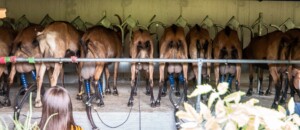 Chèvrerie de Péreyres_Péreyres