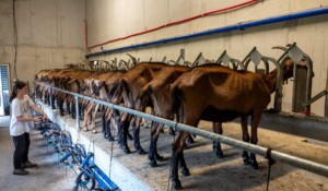 Chèvrerie de Péreyres_Péreyres