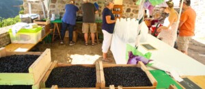 The Blueberry Festival