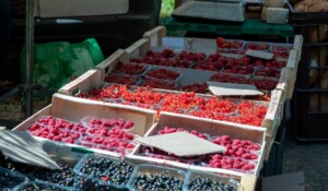 Péreyres - Fête de la myrtille - stands de fruits de saison©sourcesetvolcans