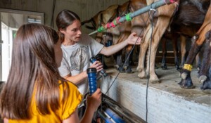 Chèvrerie de Péreyres_Péreyres