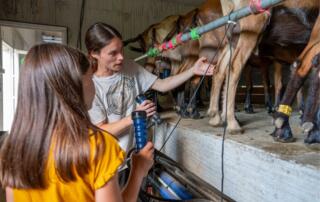 Péreyres - la chèvrerie de Péreyres - traite des chèvres - ©sourcesetvolcans