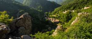 The Blueberry Festival