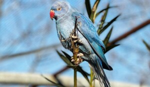 Parc animalier de Lussas