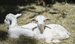 Parc animalier de Lussas