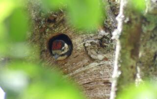 Pic épeichette juvénile - ©S.MICHAUD