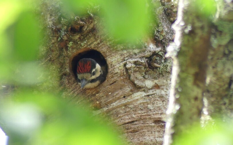 Pic épeichette juvénile