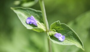 Ferme des Achillées