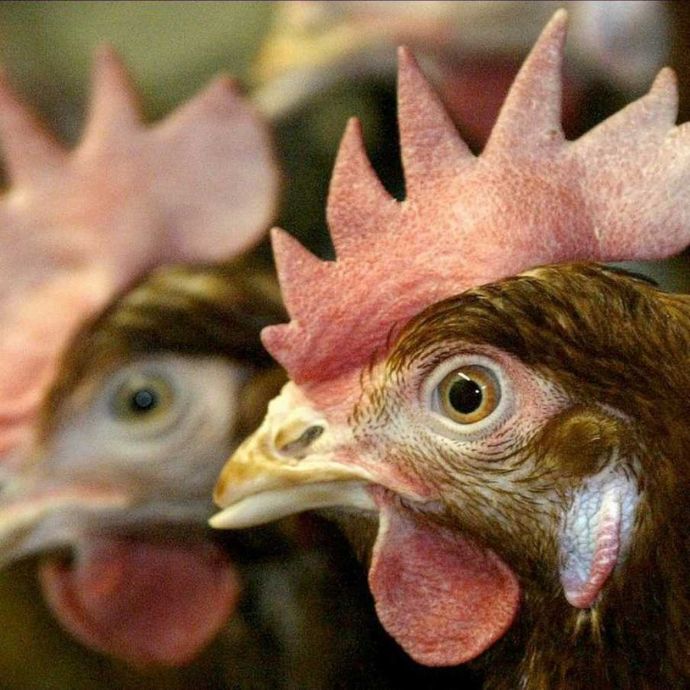 Burzet – escalade de la tour de l’horloge ©sourcesvolcans escalade de la tour de l'horloge dans le village et station verte de Burzet en Ardèche