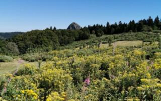 Flore faune et forêt en Vallée du Pradal